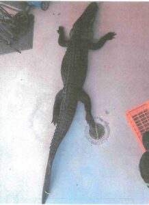 Alligator